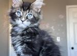 Kylie blue eyed - Maine Coon Kitten For Sale - Las Vegas, NV, US