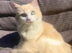 ariel litter - Ragdoll Kitten For Sale - Williamsport, OH, US