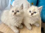 Ragdoll   Brothers - Ragdoll Kitten For Sale - Orlando, FL, US