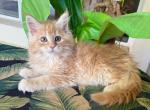 Maine Coon Orange Female - Maine Coon Kitten For Sale - Orlando, FL, US