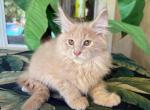 Maine Coon Cream Male - Maine Coon Kitten For Sale - Orlando, FL, US