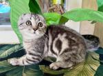 Scottish Fold Silver Marble Male - Scottish Fold Kitten For Sale - Orlando, FL, US