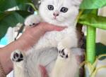 British Shorthair Silver Chinchilla Female - British Shorthair Kitten For Sale - Orlando, FL, US