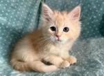 British Medium Longhair Cream Male - British Shorthair Kitten For Sale - Orlando, FL, US