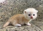 Munchkin  Cream Male - Munchkin Kitten For Sale - Orlando, FL, US