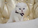 Blue Point Helmut - Scottish Fold Kitten For Sale - New York, NY, US