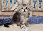 Grom Maine Coon male black silver tabby - Maine Coon Kitten For Sale - Miami, FL, US