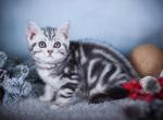 Macho Scottish Straight male black silver tabby - Scottish Straight Kitten For Sale - Miami, FL, US