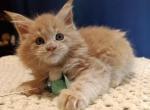 Doni Maine Coon male cream - Maine Coon Kitten For Sale - Miami, FL, US