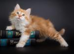 Roland Siberian male red tabby bicolour - Siberian Kitten For Sale - Miami, FL, US