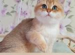 Bonny British Shorthair male black golden shaded - British Shorthair Kitten For Sale - Miami, FL, US