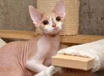 Cookie Devon Rex male cream bicolour - Devon Rex Kitten For Sale - Miami, FL, US