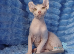 Harley Elf male blue harlequin - Sphynx Kitten For Sale - Miami, FL, US