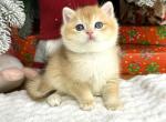 Harley British Shorthair male black golden chinch - British Shorthair Kitten For Sale - Miami, FL, US