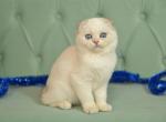 Riki Scottish Fold male blue silver shaded pointe - Scottish Fold Kitten For Sale - Miami, FL, US