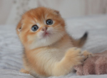 Golden Chinchilla Izzy - Scottish Fold Kitten For Sale - Jersey City, NJ, US