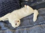 Vinny - Scottish Fold Kitten For Sale - Philadelphia, PA, US