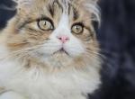 Uma - Scottish Straight Kitten For Sale - Philadelphia, PA, US