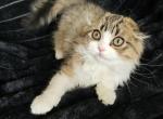 Teo - Scottish Fold Kitten For Sale - Philadelphia, PA, US