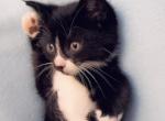 Super sweet kitty - Polydactyl Kitten For Sale - Vancouver, WA, US