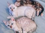 Tica Female Bengal Kittens - Bengal Kitten For Sale - Morgantown, IN, US