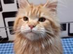 Marusya - Maine Coon Kitten For Sale - Houston, TX, US