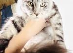 Oscar  Pure boy Main Coon - Maine Coon Kitten For Sale - FL, US