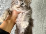 Adorable Maine Coon - Maine Coon Kitten For Sale - FL, US