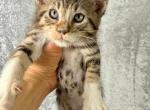 Cutie Pie Maine Coon - Maine Coon Kitten For Sale - FL, US