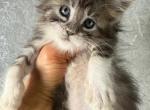 Ashen Maine Coon - Maine Coon Kitten For Sale - FL, US