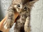 Shadow Moon Maine Coon - Maine Coon Kitten For Sale - FL, US