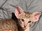 Litter 1 girl - Oriental Kitten For Sale - Cassatt, SC, US