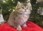 Mia - Scottish Straight Kitten For Sale - Renton, WA, US