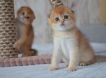 Golden Chinchilla Iggy_ - Scottish Fold Kitten For Sale - Jersey City, NJ, US