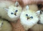 Ragdoll    Brothers - Ragdoll Kitten For Sale - Orlando, FL, US