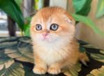 Scottish Fold Golden  Female - Scottish Fold Kitten For Sale - Orlando, FL, US