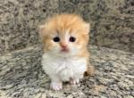 Munchkin Orange  Male - Munchkin Kitten For Sale - Orlando, FL, US