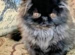 Black Persian - Persian Kitten For Sale - 