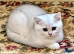 British Shorthair Silver Chinchilla Female - British Shorthair Kitten For Sale - Orlando, FL, US