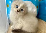 Scottish Fold Longhair White Color Point Male - Scottish Fold Kitten For Sale - Orlando, FL, US