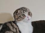 Viviane - Scottish Fold Kitten For Sale - Philadelphia, PA, US