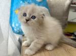 Scottish Fold Longhair White Color Point  Male - Scottish Fold Kitten For Sale - Orlando, FL, US