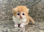 Munchkin Orange  Male - Munchkin Kitten For Sale - Orlando, FL, US