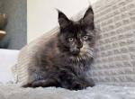 Xandra - Maine Coon Kitten For Sale - Virginia Beach, VA, US