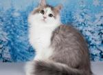 Shaman - Siberian Kitten For Sale - Norwalk, CT, US