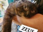 ZEUS - Siamese Cat For Adoption - Grand Blanc, MI, US