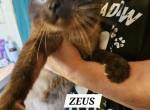 Zues - Highlander Cat For Adoption - Grand Blanc, MI, US