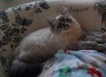 Lynx female - Ragdoll Kitten For Sale - Genoa City, WI, US