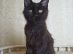 Boy J - Maine Coon Kitten For Sale - New York, NY, US