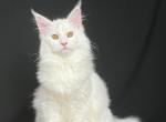 Dinasty of Noble - Maine Coon Kitten For Sale - New York, NY, US